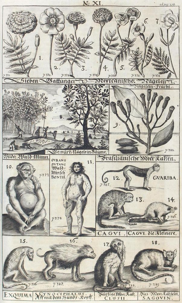 Große Abbildung Nr.1: 120-89 Francisci,E. (d.i. E.von Finx).: (Alte Drucke, Handschriften und Theologie)