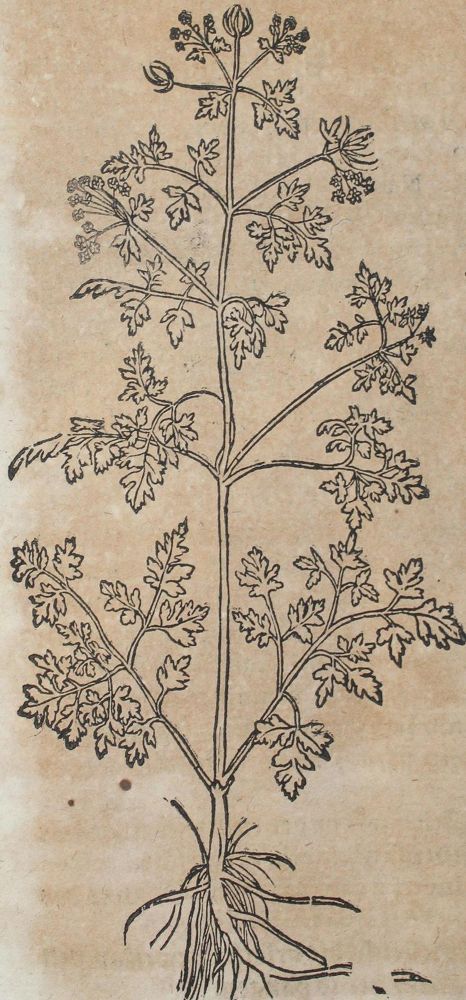 Große Abbildung Nr.2: 120-954 Bock,H.: (Botanik, Kräuterbücher)