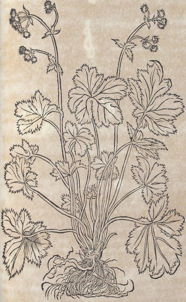 Große Abbildung Nr.3: 120-954 Bock,H.: (Botanik, Kräuterbücher)