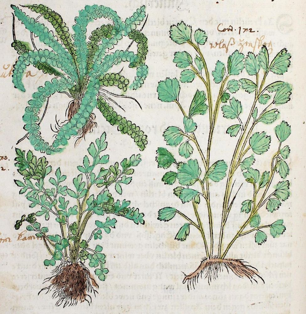 Große Abbildung Nr.1: 120-955 Bock,H.: (Botanik, Kräuterbücher)