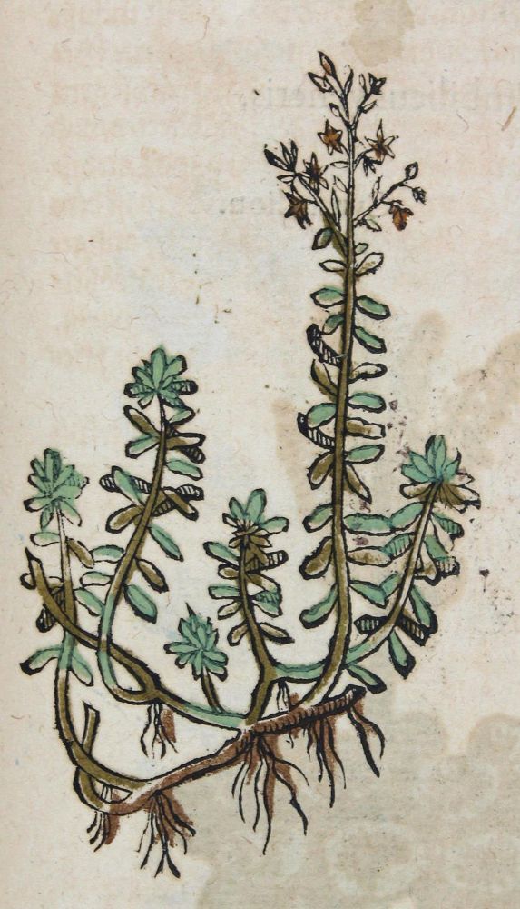Große Abbildung Nr.2: 120-957 Dioscorides,P.: (Botanik, Kräuterbücher)