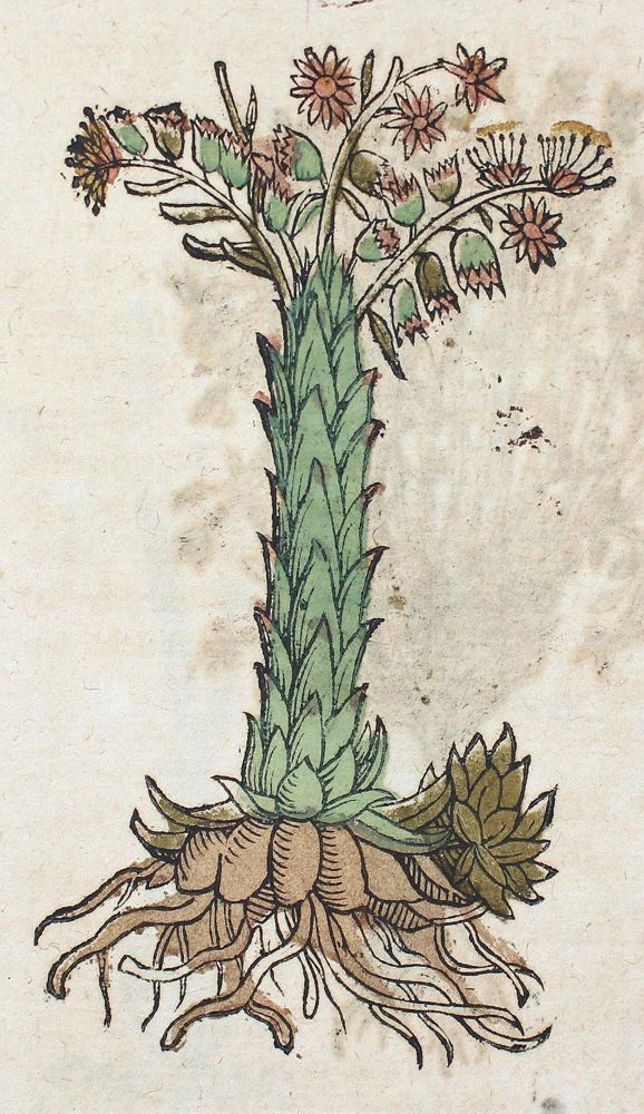 Große Abbildung Nr.4: 120-957 Dioscorides,P.: (Botanik, Kräuterbücher)