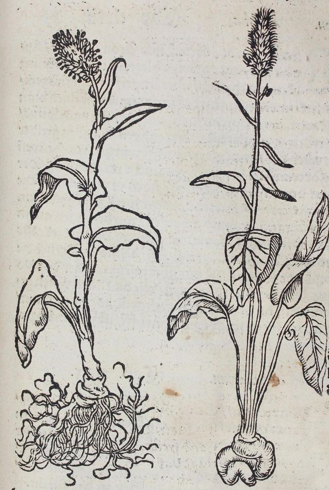 Große Abbildung Nr.1: 120-958 Dioscorides,P.: (Botanik, Kräuterbücher)