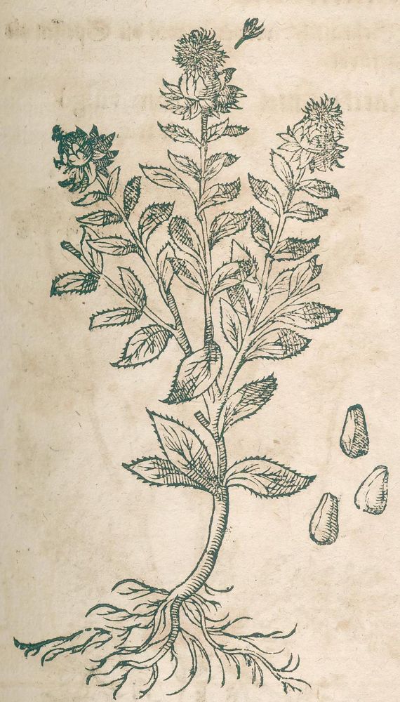 Große Abbildung Nr.1: 120-959 Durante,C.: (Botanik, Kräuterbücher)