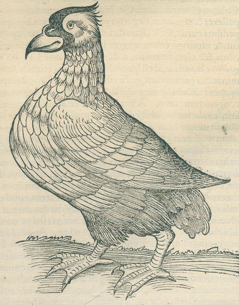Große Abbildung Nr.4: 120-96 Gessner,C.: (Alte Drucke, Handschriften und Theologie)