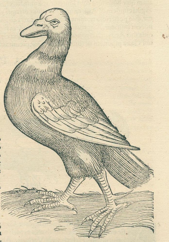 Große Abbildung Nr.5: 120-96 Gessner,C.: (Alte Drucke, Handschriften und Theologie)