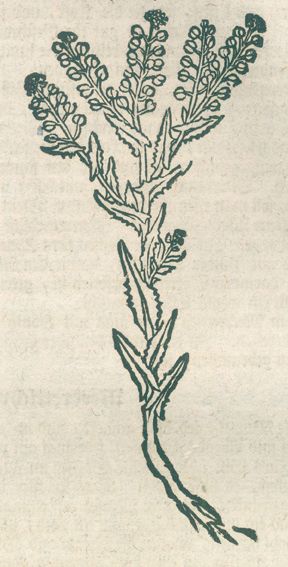 Große Abbildung Nr.1: 120-961 Lonicer,A.: (Botanik, Kräuterbücher)