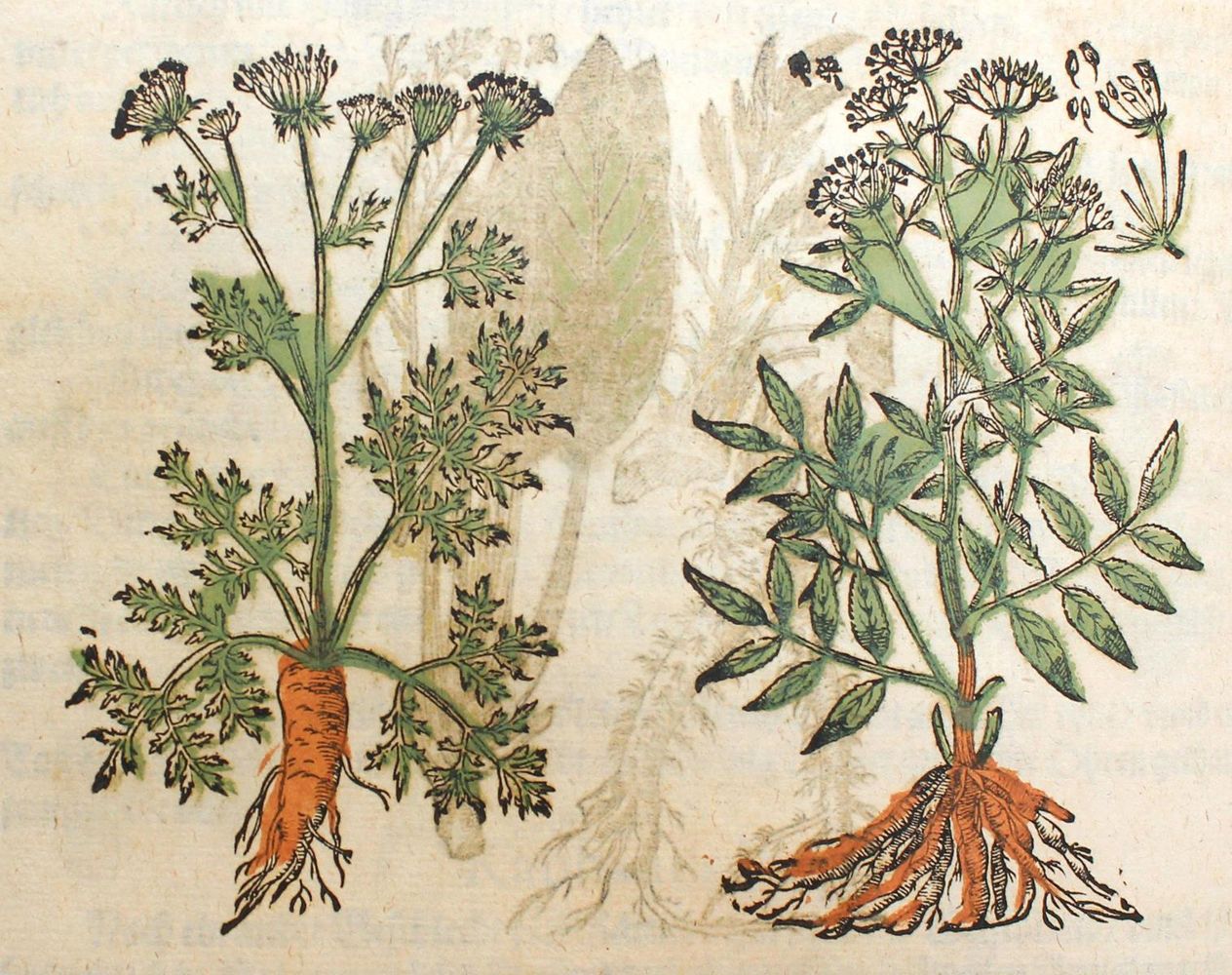 Große Abbildung Nr.1: 120-962 (Matthiolus,P.: (Botanik, Kräuterbücher)