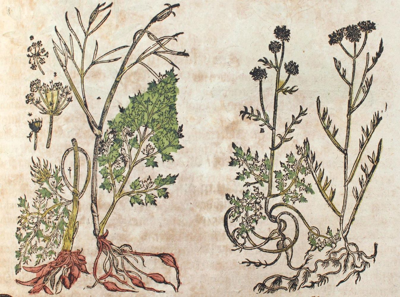 Große Abbildung Nr.2: 120-962 (Matthiolus,P.: (Botanik, Kräuterbücher)