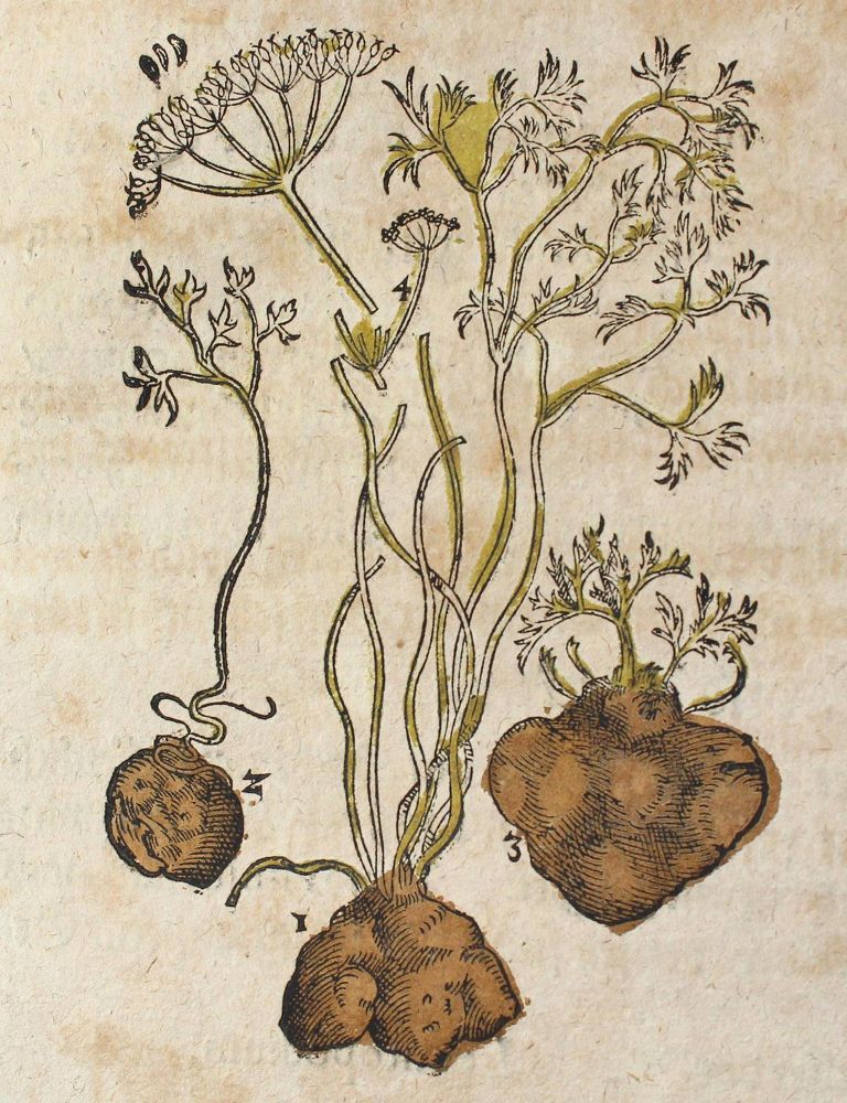 Große Abbildung Nr.3: 120-962 (Matthiolus,P.: (Botanik, Kräuterbücher)