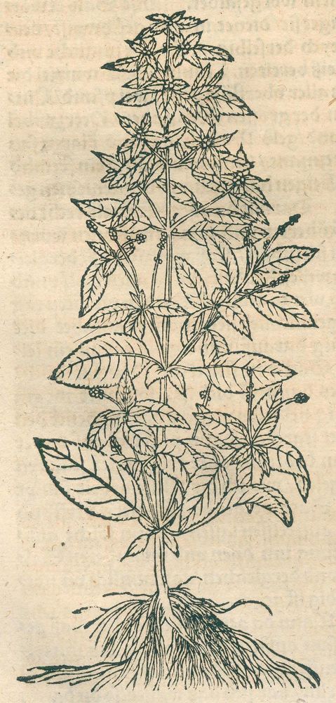 Große Abbildung Nr.2: 120-963 Ryff,W.H.: (Botanik, Kräuterbücher)