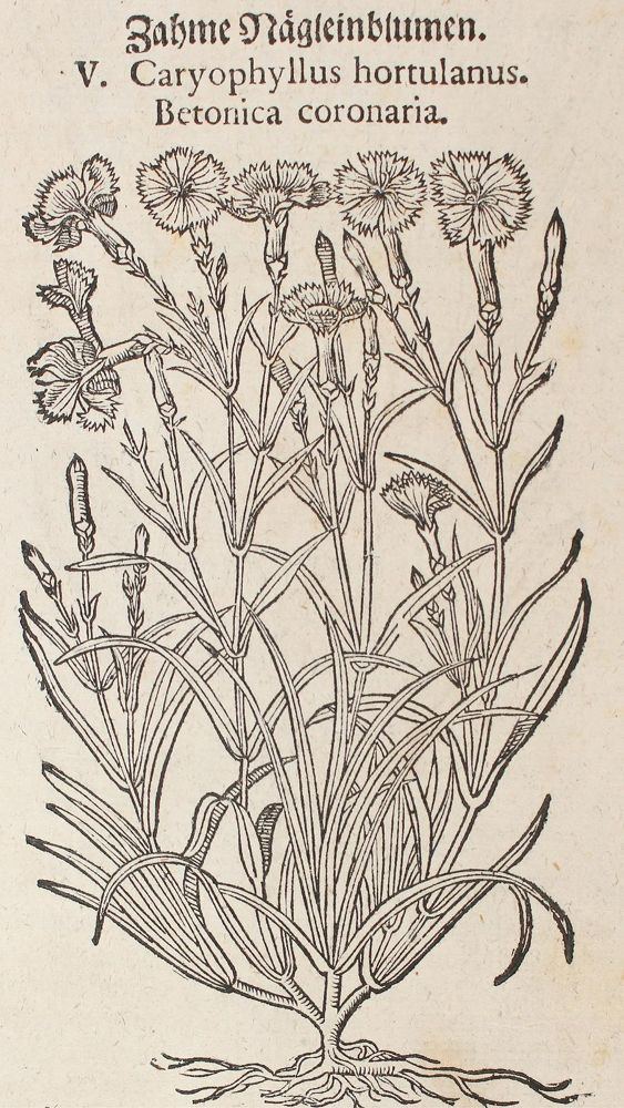 Große Abbildung Nr.1: 120-964 Tabernaemontanus,J.T.: (Botanik, Kräuterbücher)