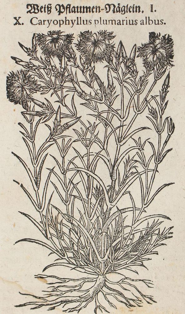 Große Abbildung Nr.2: 120-964 Tabernaemontanus,J.T.: (Botanik, Kräuterbücher)