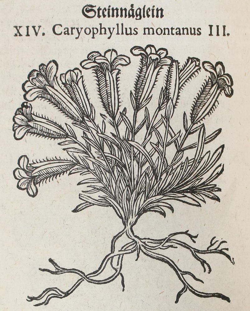 Große Abbildung Nr.3: 120-964 Tabernaemontanus,J.T.: (Botanik, Kräuterbücher)