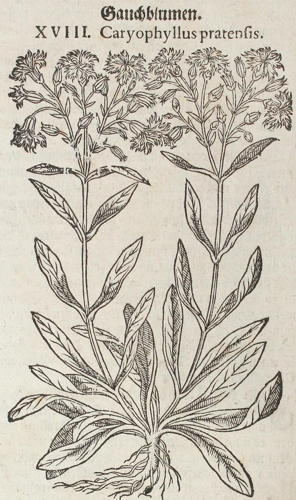 Große Abbildung Nr.4: 120-964 Tabernaemontanus,J.T.: (Botanik, Kräuterbücher)