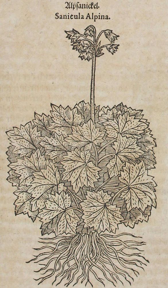 Große Abbildung Nr.1: 120-965 Tabernaemontanus,J.T.: (Botanik, Kräuterbücher)