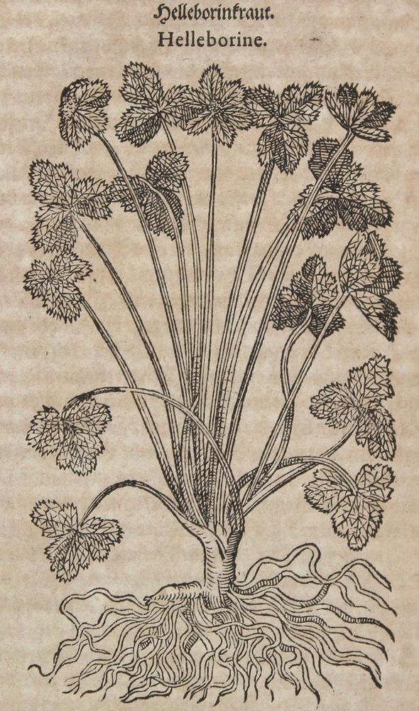Große Abbildung Nr.2: 120-965 Tabernaemontanus,J.T.: (Botanik, Kräuterbücher)