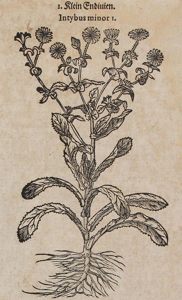 Große Abbildung Nr.3: 120-965 Tabernaemontanus,J.T.: (Botanik, Kräuterbücher)