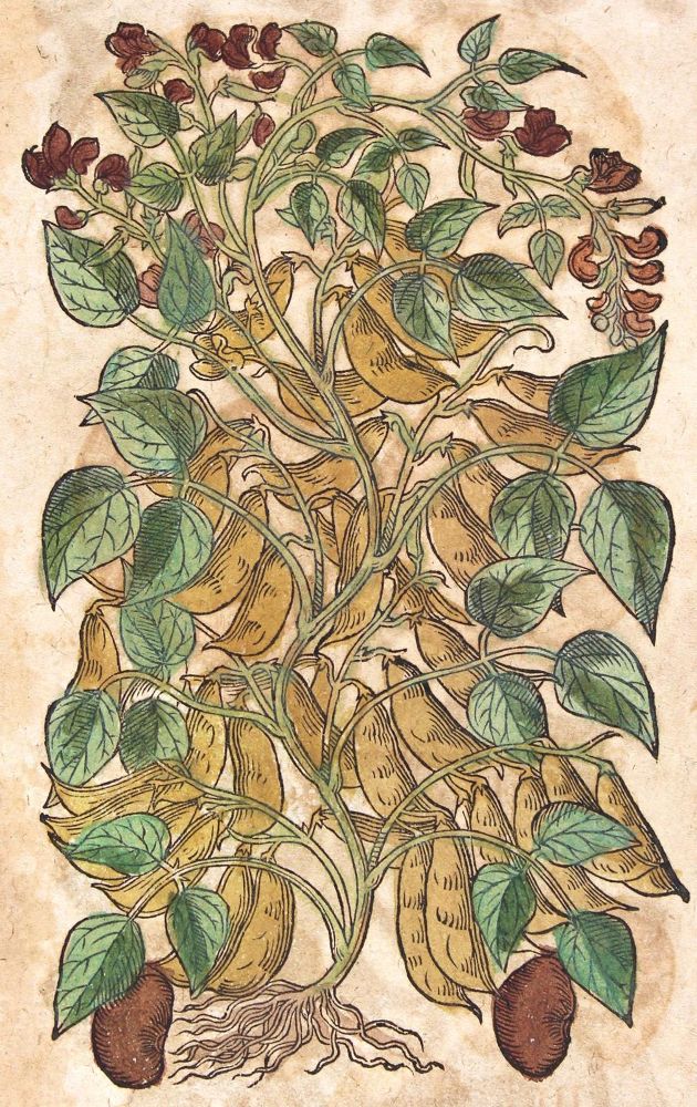 Große Abbildung Nr.2: 120-966 Tabernaemontanus,J.T.: (Botanik, Kräuterbücher)
