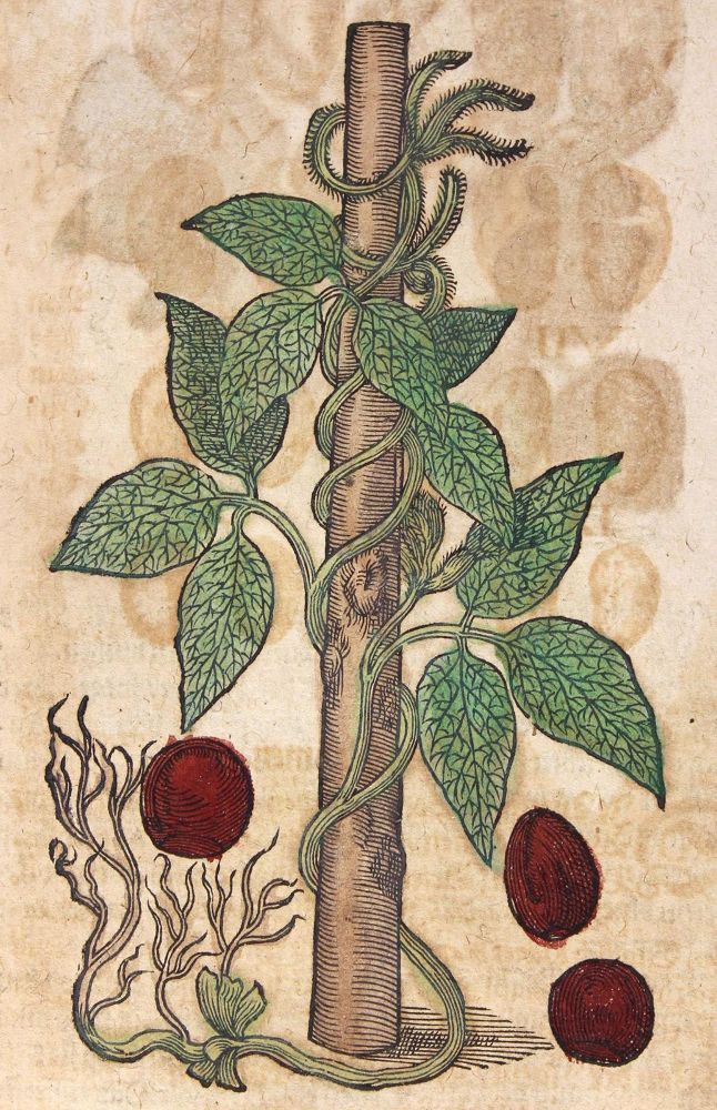 Große Abbildung Nr.3: 120-966 Tabernaemontanus,J.T.: (Botanik, Kräuterbücher)