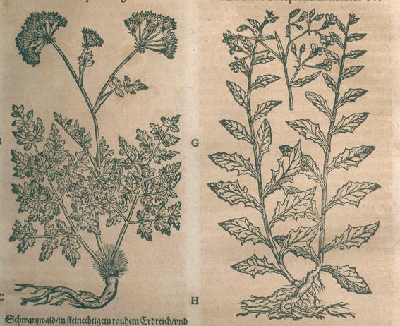 Große Abbildung Nr.2: 120-967 Tabernaemontanus,J.T.: (Botanik, Kräuterbücher)