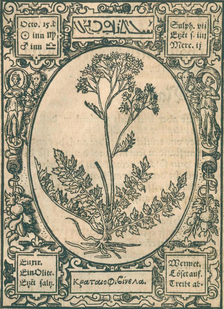 Große Abbildung Nr.2: 120-968 Thurneysser zum Thurn,L.: (Botanik, Kräuterbücher)