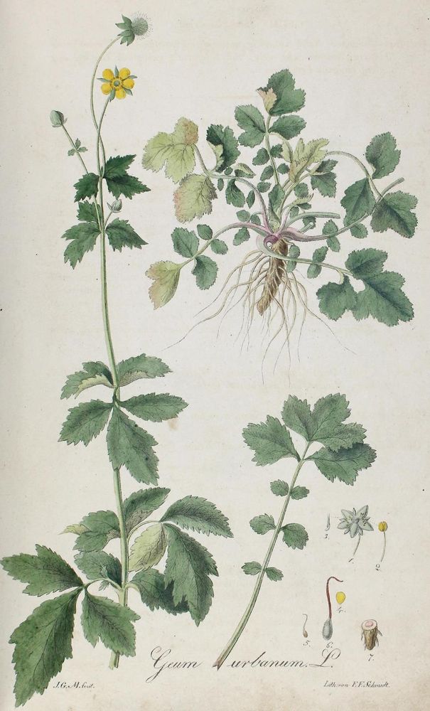 Große Abbildung Nr.1: 120-969 Mann,J.G.: (Botanik)