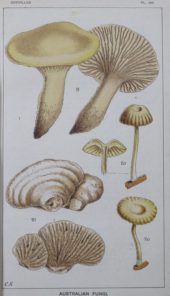 Große Abbildung Nr.1: 120-971 Grevillea.: (Botanik, Pilze)