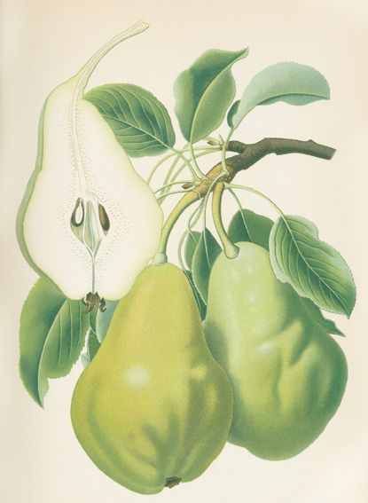 Große Abbildung Nr.1: 120-973 Goethe,R. u.a. (Hrsg.).: (Botanik, Pomologie)