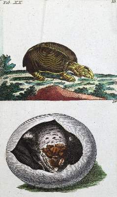 Bild Nr.1: 120-1011 (Wilhelm,G.T.).: (Zoologie, Amphibien)