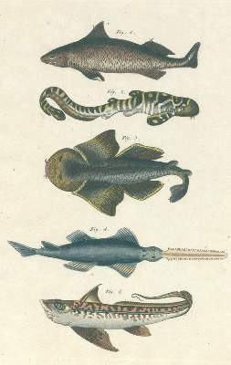 Bild Nr.1: 120-1015 Brodtmann,C.J.: (Zoologie)