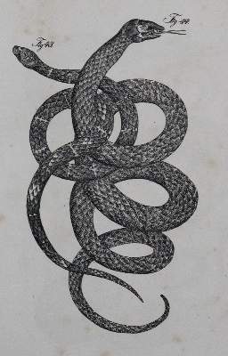 Bild Nr.1: 120-1022 (Buhle,C.A.).: (Zoologie)