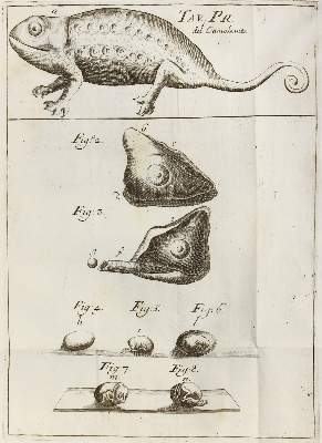 Bild Nr.1: 120-1023 Vallisnieri,A.: (Zoologie, Chamäleon)