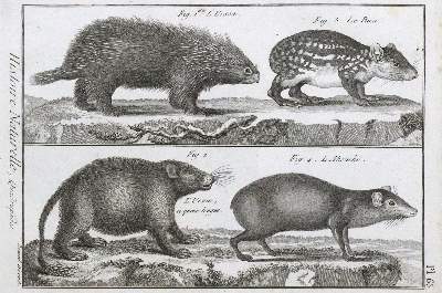 Bild Nr.1: 120-1027 (Desmarest,A.G.: (Zoologie)