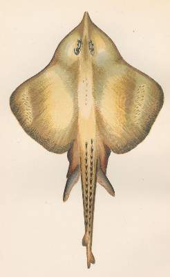 Bild Nr.1: 120-1030 Couch,J.: (Zoologie, Fische)