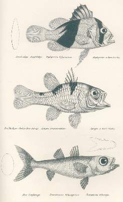 Bild Nr.1: 120-1033 Schinz,H.R.: (Zoologie, Fische)