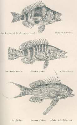 Bild Nr.2: 120-1033 Schinz,H.R.: (Zoologie, Fische)
