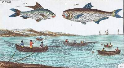 Bild Nr.1: 120-1034 (Wilhelm,G.T.).: (Zoologie, Fische)