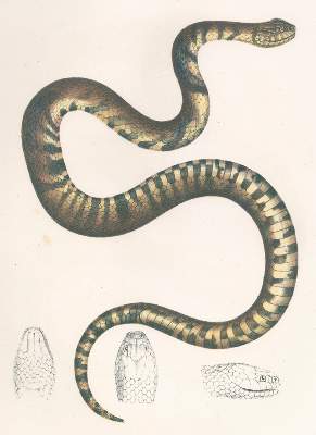 Bild Nr.1: 120-1036 Fitzinger,L.J.: (Zoologie)