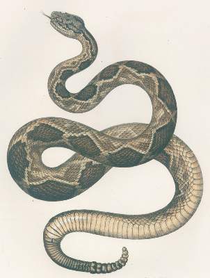 Bild Nr.2: 120-1036 Fitzinger,L.J.: (Zoologie)