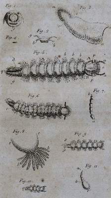 Bild Nr.1: 120-1040 Goeze,J.A.E. (Hrsg.).: (Zoologie, Insekten)
