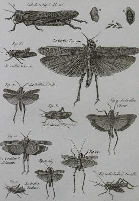 Bild Nr.1: 120-1041 Latreille,(P.A.).: (Zoologie, Insekten)