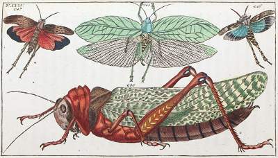 Bild Nr.1: 120-1042 (Wilhelm,G.T.).: (Zoologie, Insekten)