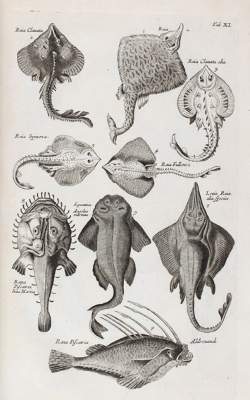 Bild Nr.1: 120-1043 Jonston,J.: (Zoologie)