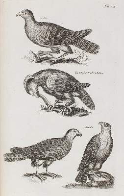 Bild Nr.2: 120-1043 Jonston,J.: (Zoologie)