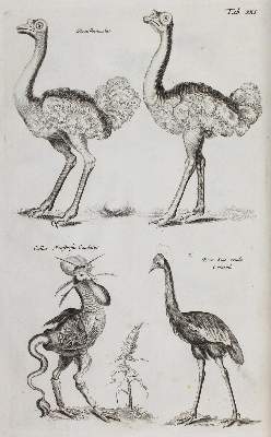 Bild Nr.3: 120-1043 Jonston,J.: (Zoologie)