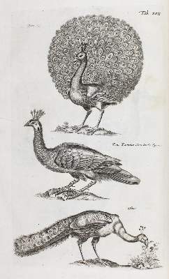 Bild Nr.4: 120-1043 Jonston,J.: (Zoologie)