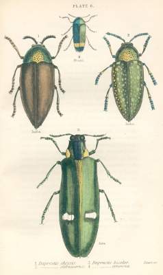 Bild Nr.1: 120-1044 Konvolut: (Zoologie)