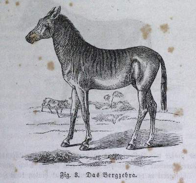 Bild Nr.1: 120-1045 Konvolut: (Zoologie)