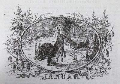 Bild Nr.1: 120-1047 Konvolut: (Zoologie)